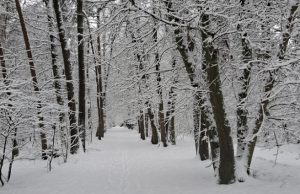 Gladheid in Soesterberg vraagt om voorzichtigheid! Een kijkje in het Zeister Bos