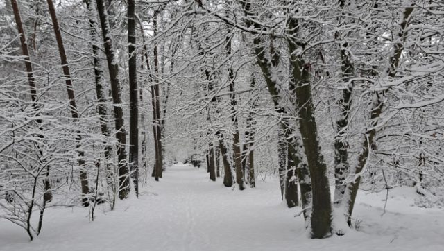 Een kijkje in het Zeister Bos