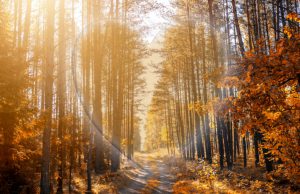 Ode aan de bomen op Valentijnsdag Soesterberg Ode aan de bomen op Valentijnsdag Soesterberg