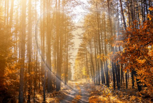 Ode aan de bomen op Valentijnsdag Soesterberg Ode aan de bomen op Valentijnsdag Soesterberg