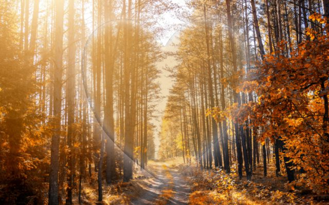 Ode aan de bomen op Valentijnsdag Soesterberg Ode aan de bomen op Valentijnsdag Soesterberg