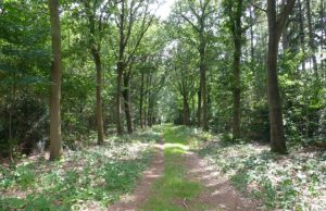 Incident hulphond Oude Tempelbos krijgt vreedzame afloop Incident hulphond Oude Tempelbos krijgt vreedzame afloop