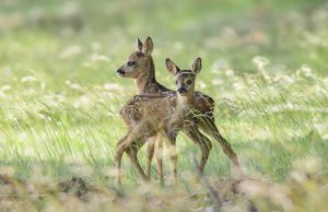 Landingsbaan Soesterberg weer dicht voor broedseizoen Landingsbaan Soesterberg weer dicht voor broedseizoen