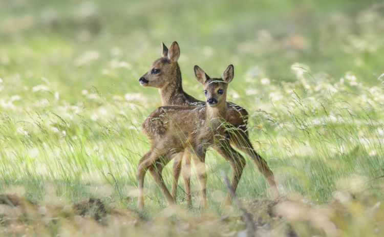 Landingsbaan Soesterberg weer dicht voor broedseizoen