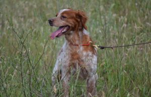 Aanlijnplicht zondag 15 maart in bosgebieden Zeist en Soesterberg Aanlijnplicht zondag 15 maart in bosgebieden Zeist en Soesterberg