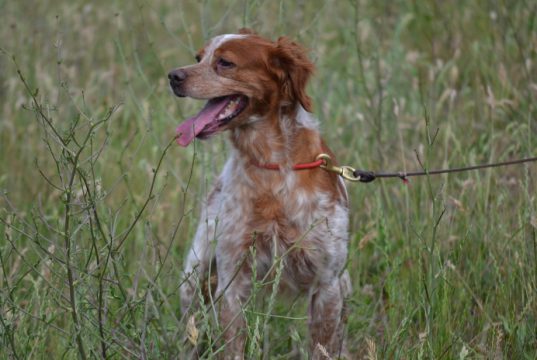 Aanlijnplicht zondag 15 maart in bosgebieden Zeist en Soesterberg Aanlijnplicht zondag 15 maart in bosgebieden Zeist en Soesterberg