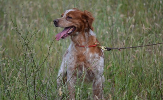 Aanlijnplicht zondag 15 maart in bosgebieden Zeist en Soesterberg