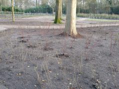 Vandalisme bosgebied Bloemheuvel Soesterberg Vandalisme bosgebied Bloemheuvel Soesterberg