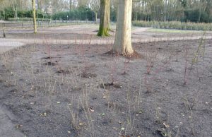 Vandalisme bosgebied Bloemheuvel Soesterberg Vandalisme bosgebied Bloemheuvel Soesterberg