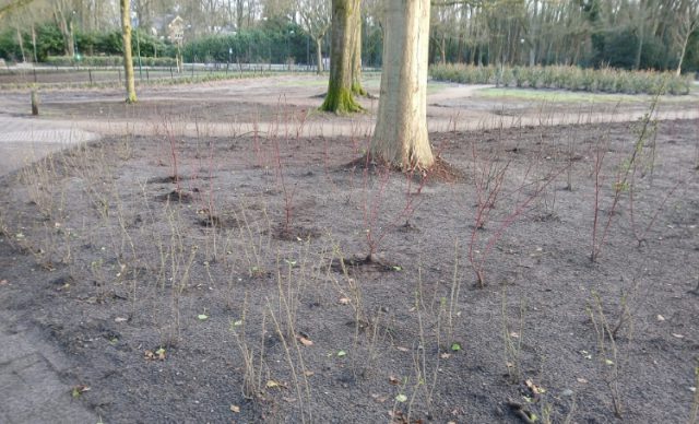 Vandalisme bosgebied Bloemheuvel Soesterberg