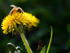 Voer de Bij bij ook in Soest en Soesterberg Voer de Bij bij ook in Soest en Soesterberg