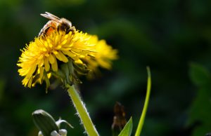 Voer de Bij bij ook in Soest en Soesterberg Voer de Bij bij ook in Soest en Soesterberg