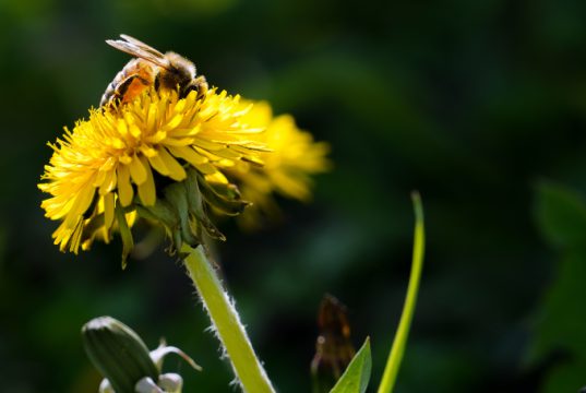 Voer de Bij bij ook in Soest en Soesterberg Voer de Bij bij ook in Soest en Soesterberg