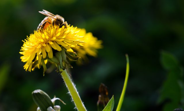 Voer de Bij bij ook in Soest en Soesterberg