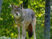Wolf gespot bij vliegbasis Soesterberg Foto ter illustratie - Wolf gespot bij vliegbasis Soesterberg
