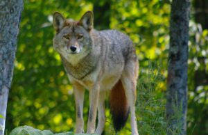 Wolf gespot bij vliegbasis Soesterberg Foto ter illustratie - Wolf gespot bij vliegbasis Soesterberg