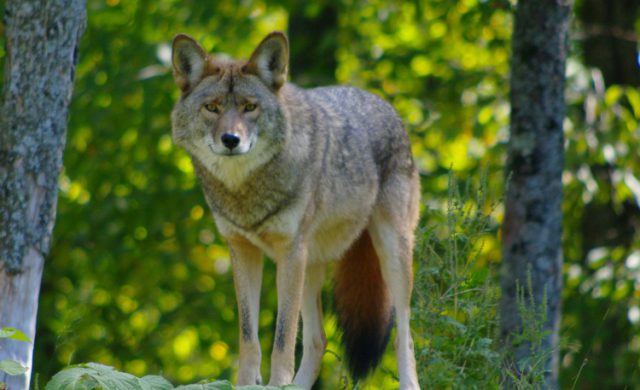 Foto ter illustratie - Wolf gespot bij vliegbasis Soesterberg Foto ter illustratie - Wolf gespot bij vliegbasis Soesterberg