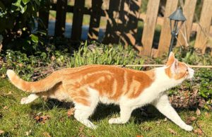 Professionele zoektocht naar vermiste kat Beer in Soesterberg Professionele zoektocht naar vermiste kat Beer in Soesterberg