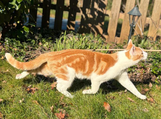 Professionele zoektocht naar vermiste kat Beer in Soesterberg Professionele zoektocht naar vermiste kat Beer in Soesterberg